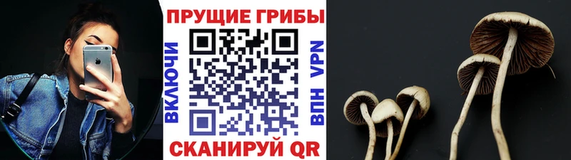 магазин продажи   Сурск  Галлюциногенные грибы Cubensis 